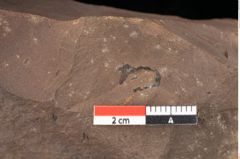 Foto (Detailsansicht) von Quercus palaeoilex Ettingshausen (NHMW-GEO-2024-0188-0890)